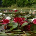 A'Spasso tra fiori di loto e ninfee - Primo Premio