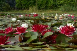 A'Spasso tra fiori di loto e ninfee - Primo Premio