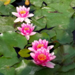A'Spasso tra fiori di loto e ninfee - scatto tra i primi classificati