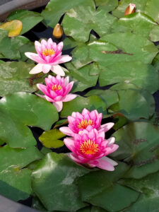 A'Spasso tra fiori di loto e ninfee - scatto tra i primi classificati