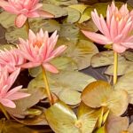 A'Spasso tra fiori di loto e ninfee - scatto tra i primi classificati