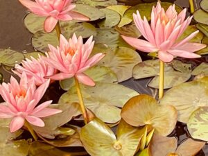 A'Spasso tra fiori di loto e ninfee - scatto tra i primi classificati